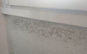 Cómo Eliminar El Moho De Las Paredes