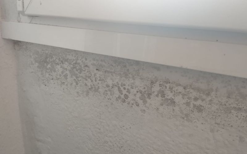 Lee más sobre el artículo ¿Cómo eliminar el moho de las paredes?