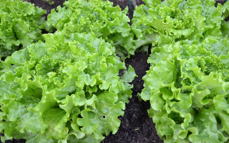 Lee más sobre el artículo ¿Qué necesitas para montar un huerto ecológico en casa?
